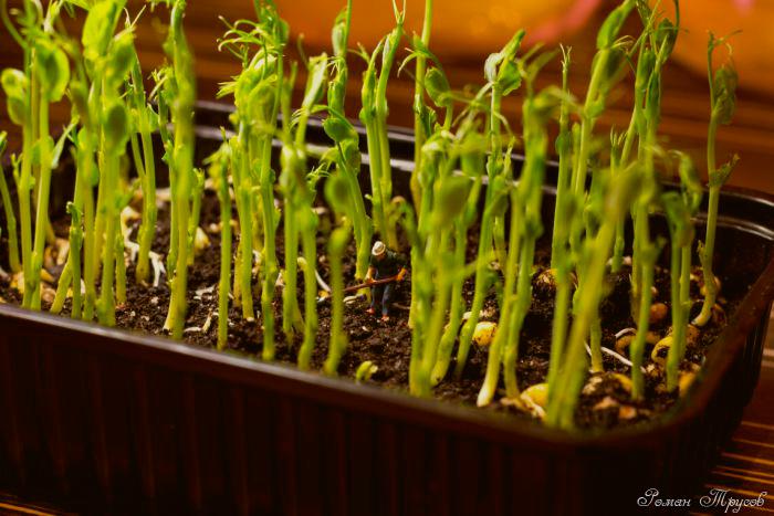 Сложности выращивания микрозелени дома